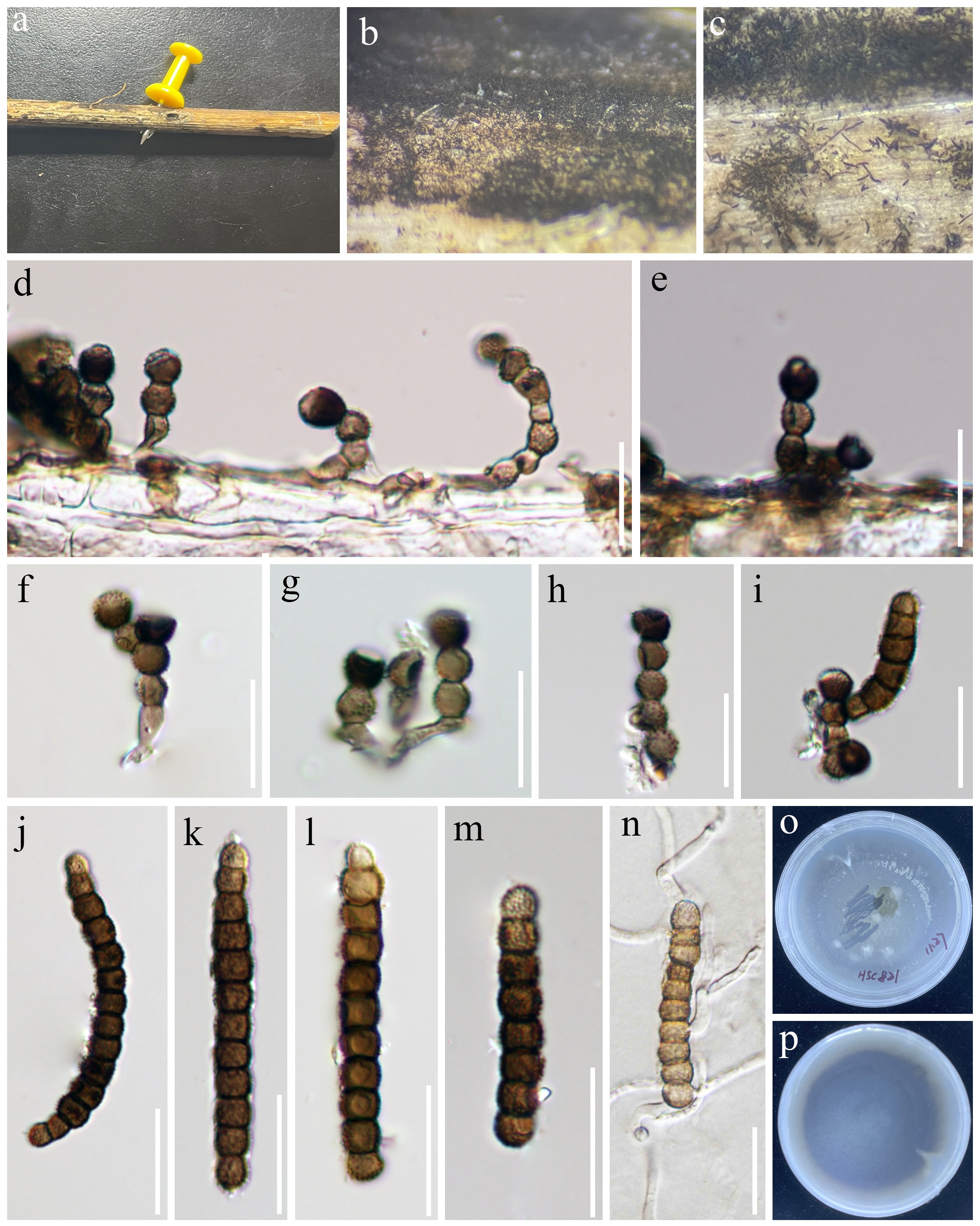 Figure 19